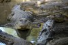 Caimanes en Florida