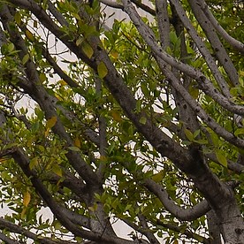 People line outside the Mexican Consulate in Los Angeles to be vaccinated in Los Angeles Saturday, May 8, 2021. CHIRLA, the Coalition for Humane Immigrant Rights, and the Mexican Consulate in Los Angeles are holding two days of COVID-19 vaccination clinic this week, where members of the immigrant community can get their vaccine without an appointment. (AP Photo/Damian Dovarganes)