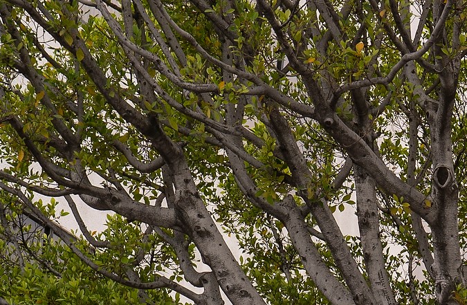 People line outside the Mexican Consulate in Los Angeles to be vaccinated in Los Angeles Saturday, May 8, 2021. CHIRLA, the Coalition for Humane Immigrant Rights, and the Mexican Consulate in Los Angeles are holding two days of COVID-19 vaccination clinic this week, where members of the immigrant community can get their vaccine without an appointment. (AP Photo/Damian Dovarganes)