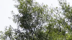 Emory University Hospital