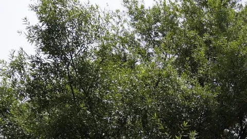 Emory University Hospital