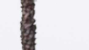 U.S. National Guard are deployed around downtown Los Angeles, Sunday, June 8, 2025, following a immigration raid protest the night before. (AP Photo/Eric Thayer)