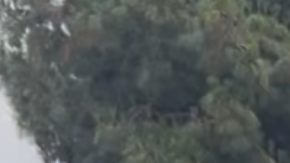 Redada de la Patrulla Fronteriza en Paramount, California.