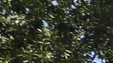 Protesta en el centro de LA.