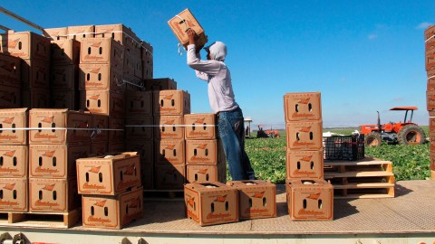 One of the few remaining crews of workers harvest and package cantaloupes near Firebaugh, Calif., on Wednesday, Oct. 12, 2011. Due to the listeria-related cantaloupe outbreak in Colorado, sales of California cantaloupes have plummeted, growers have abandoned fields and many farmworkers have lost their jobs. (AP Photo/Gosia Wozniacka)