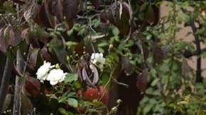 Jardinero realizando su tarea