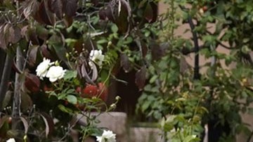 Jardinero realizando su tarea