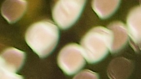 La oportunidad de hacer una diferencia está a solo un refugio de distancia.