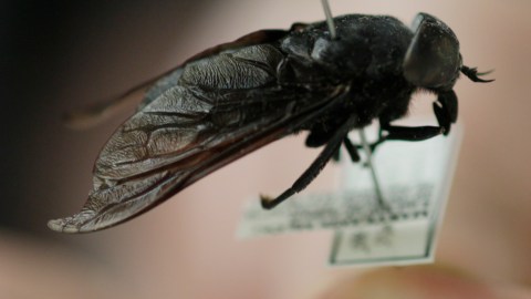 Siguiendo el ejemplo de la naturaleza, los militares están desarrollando drones lo más pequeños y potentes posible.