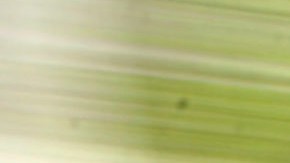 ***EDS NOTE: PHOTO TAKEN WITH SLOW SHUTTER SPEED*** Blurred by slow shutter speed, U.S Immigration and Customs Enforcement officers walk outside Manhattan Federal Court Tuesday, May 4, 2010 in New York. Times Square car bomb suspect Faisal Shahzad, who was arrested at New York's Kennedy Airport while trying to leave the country late Monday, is expected to appear in federal court Tuesday. (AP Photo/Jason DeCrow)