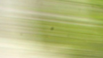 ***EDS NOTE: PHOTO TAKEN WITH SLOW SHUTTER SPEED*** Blurred by slow shutter speed, U.S Immigration and Customs Enforcement officers walk outside Manhattan Federal Court Tuesday, May 4, 2010 in New York. Times Square car bomb suspect Faisal Shahzad, who was arrested at New York's Kennedy Airport while trying to leave the country late Monday, is expected to appear in federal court Tuesday. (AP Photo/Jason DeCrow)