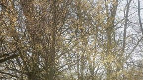 Polo Edition 50, así es el homenaje por sus cinco décadas