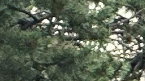 Las redadas y deportaciones de ICE han causado protestas en todo Estados Unidos.