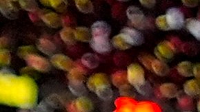 Travis Kelce y Taylor Swift asisten a una encantadora boda familiar en Tennessee