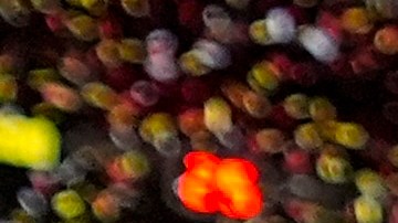 Travis Kelce y Taylor Swift asisten a una encantadora boda familiar en Tennessee