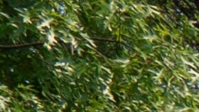 El Gobierno estadounidense ordenó el mes pasado reducir significativamente los gastos indirectos que los centros universitarios podían percibir del NFS en financiación.