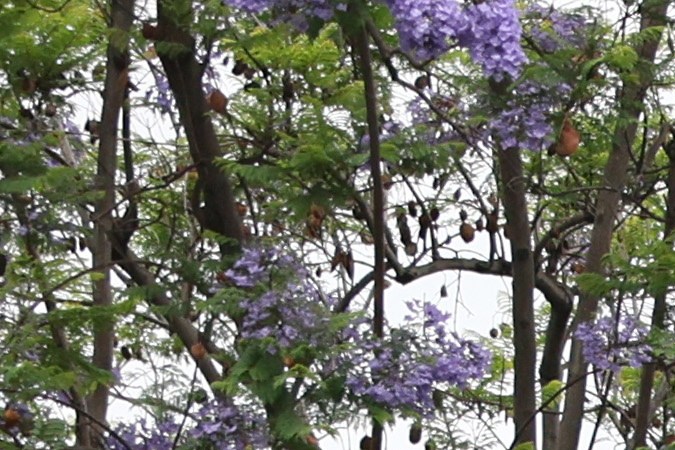 Un manifestante sostiene un cartel ante los agentes federales durante un enfrentamiento cerca de un Home Depot después de una redada de ICE en Paramount, California.
