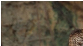 Esta curiosa cría combina la melena del león y las rayas del tigre, aunque en un cuerpo mucho más grande que cualquiera de los dos.