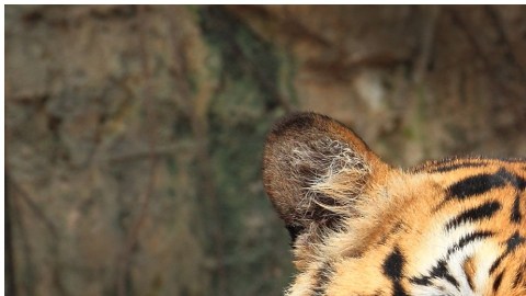 Esta curiosa cría combina la melena del león y las rayas del tigre, aunque en un cuerpo mucho más grande que cualquiera de los dos.