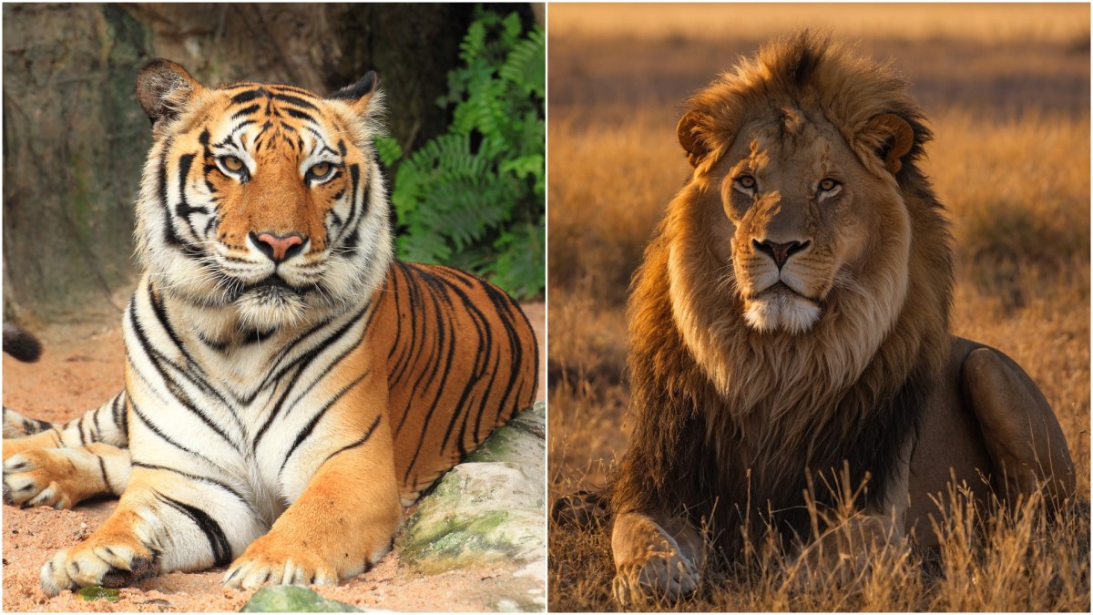 ¿Cómo se llama la cría que nace entre un león y una tigresa? Hay pocos ejemplares en el mundo