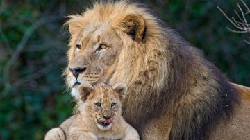¿Qué es "ser un buen padre", biológicamente hablando?