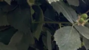 Dos trabajadoras agrícolas migrantes se esconden entre hileras de moreras en Oxnard, California.