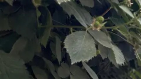 Dos trabajadoras agrícolas migrantes se esconden entre hileras de moreras en Oxnard, California.
