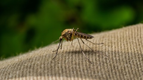 El nuevo dron presentado por los militares chinos es tan pequeño que es comparado con el tamaño de un mosquito