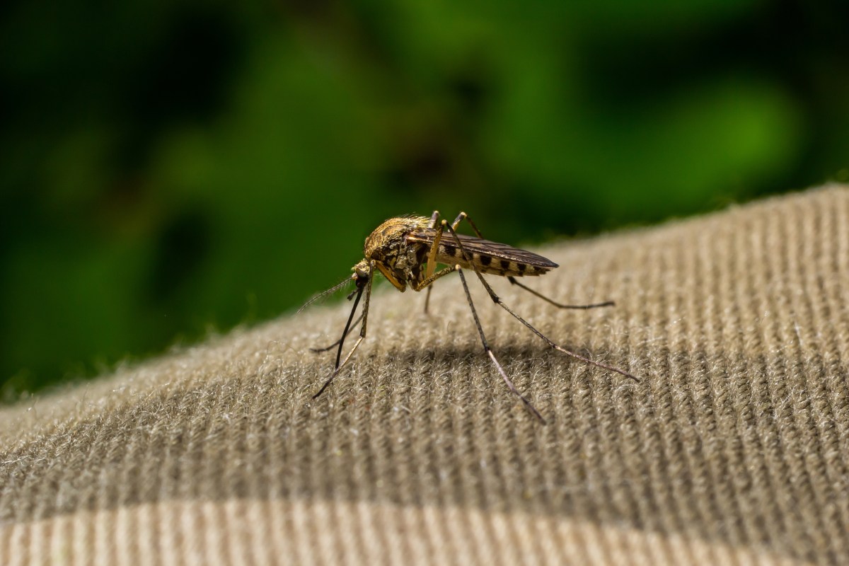 China crea un dron tan pequeño como un mosquito que es casi invisible
