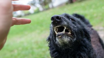 al menos 14 de los animales fueron sacrificados como parte del proceso de investigación y contención.