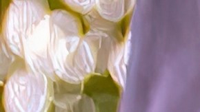 Las fianzas fueron fijadas en $10 millones de dólares para VanDuyne y 4 millones para Whitaker.