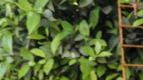 Familiares de palestinos que murieron en un ataque israelí lloran mientras los cadáveres son trasladados para su entierro en Jan Yunis, Gaza.