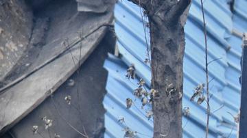 Aumentan a 34 los fallecidos por explosión en India