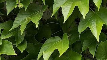 La periodista venezolana Ronna Rísquez.