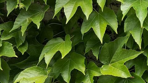 La periodista venezolana Ronna Rísquez.