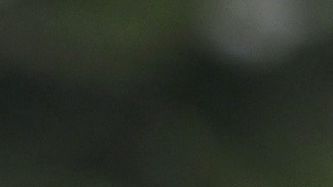 El balón fue un regalo que una delegación del Santos entregó en 2012 a la Cámara de Diputados.