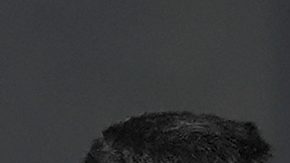 Inter Miami forwards Fafa Picault, left, Lionel Messi and head coach Javier Mascherano walk during a soccer practice session, Monday, Jan. 13, 2025, in Fort Lauderdale, Fla. (AP Photo/Marta Lavandier)