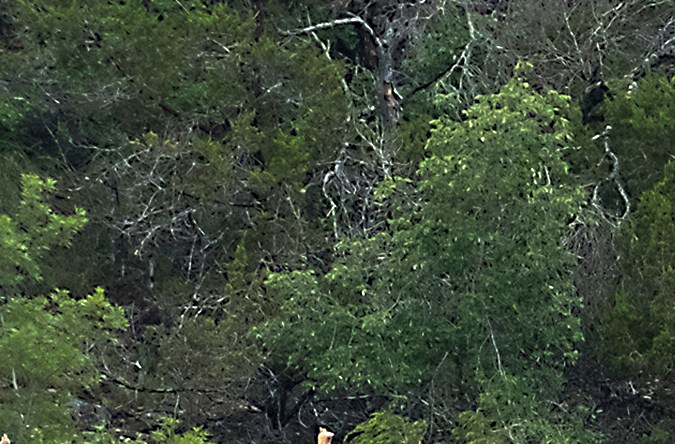 Inundaciones en Texas elevó a 70 los muertos mientras siguen las labores de búsqueda