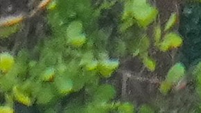 El campamento Mystic de Texas confirma la muerte de 27 campistas e instructores