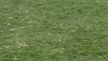 Moisés Caicedo se coronó en el Mundial de Clubes con el Chelsea.