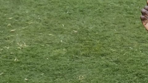 Moisés Caicedo se coronó en el Mundial de Clubes con el Chelsea.