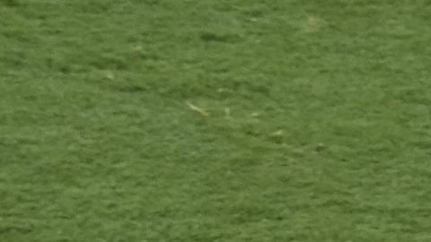 Imagen de la gresca protagonizada por Luis Enrique y Joao Pedro.