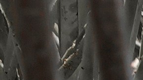 Se buscaría mitigar los graves problemas físicos y económicos provocados por las altas temperaturas.