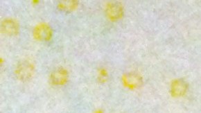 La multa total contra CIBanco, Intercam y Vector asciende a casi $10 millones de dólares.