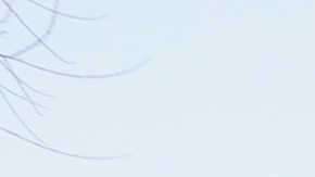 Violencia en Sinaloa