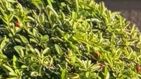 Juan Carlos Mejía Osorio va  a cumplir un mes detenido por el ICE.