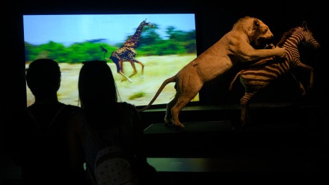 La nueva exposición enseña la rica cultura e historia de los felinos en todo el mundo.
