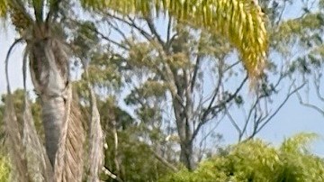 María y su hijo hablan del arresto de su esposo y padre cuando trabajaba en un lavado de autos en la ciudad de Torrance.