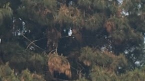 Cientos salen a las calles a correr y a caminar en una carrera para pedirle al Servicio de Migración y Aduanas (ICE) que pare sus redadas contra las familias trabajadoras.