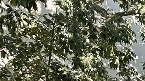 Ariana Gómez, representante del Sindicato de Trabajadores del Hospital Memorial de Glendale, California.